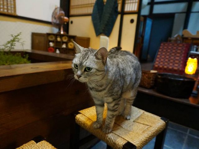 猫ちゃんが出迎えてくれました_夢屋