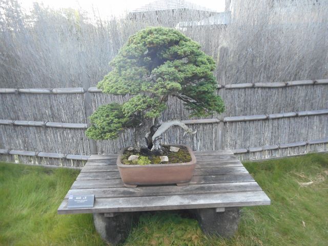盆栽の写真_大宮盆栽村