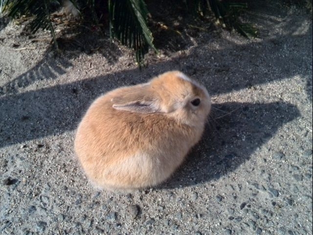 休暇村 大久野島