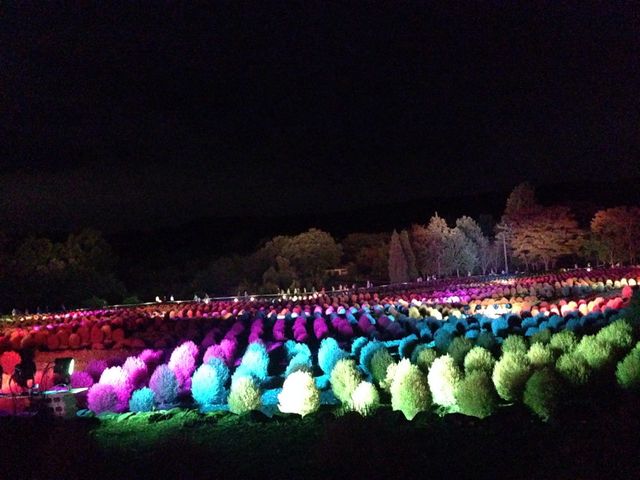 ライトアップされたコキア(秋)_国営みちのく杜の湖畔公園