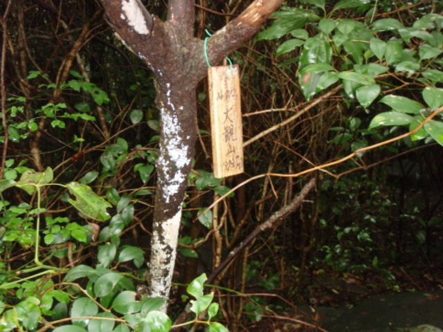 大観山展望台_大観山展望台