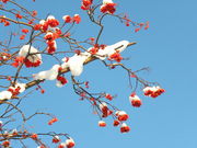 glyさんの旭川市のナナカマドの投稿写真1