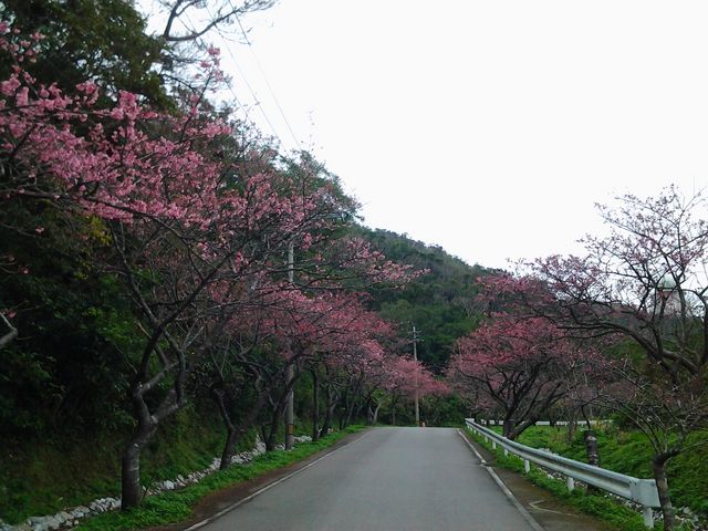 桜並木をゆく_八重岳の桜並木