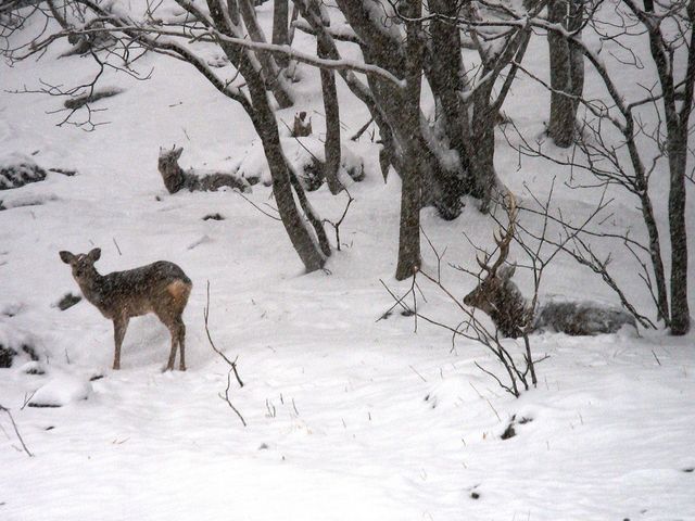 ボッケ(泥火山)