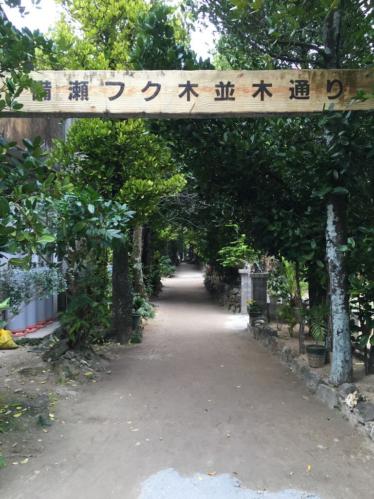 備瀬のフク木並木