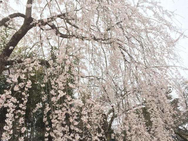 栄福寺枝垂れ桜_栄福寺薬師堂