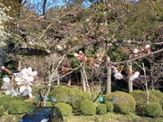 ねこまるさんの根來寺の桜の投稿写真2