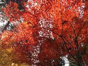 みーちゃんさんの猿丸神社の投稿写真2