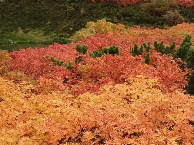 めちゃくちゃ綺麗でした_旭岳
