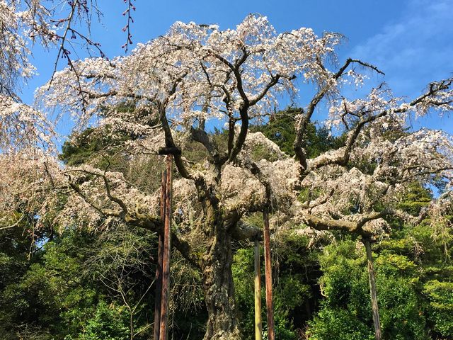 涙が出るくらいすばらしい桜でした_長興山紹太寺