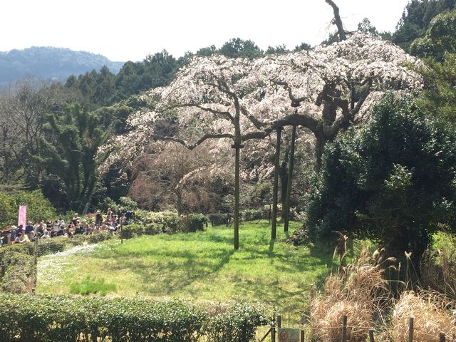 上から見るのもいいですよー_長興山紹太寺