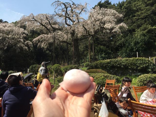 ふかしたて桜まんじゅう、中がつぶあんでモチモチしておいしかったです_長興山紹太寺