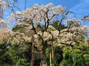 みのっちさんの長興山紹太寺の投稿写真1
