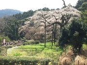 みのっちさんの長興山紹太寺の投稿写真2
