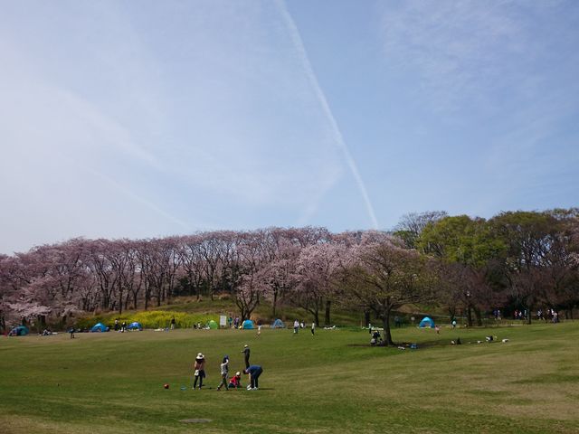 芝と桜_根岸森林公園