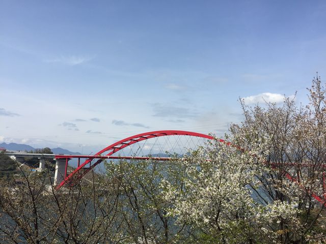来年も行きたいです。_音戸の瀬戸公園の桜とツツジ