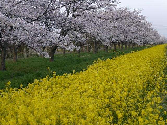 八郎潟の桜と菜の花_八郎潟町観光協会