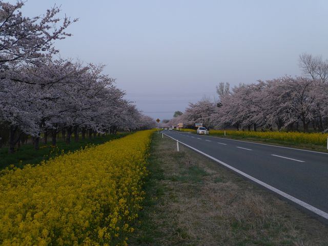 八郎潟の桜と菜の花。直線の道路に沿って続いています。路肩も広く車も止め易く配慮されています。_八郎潟町観光協会