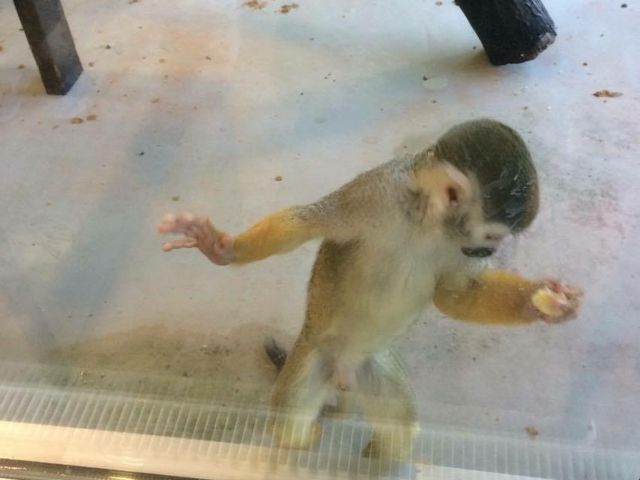 コモンリスザル_おびひろ動物園