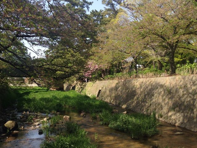 新緑がきれい_夙川河川敷緑地(夙川公園)