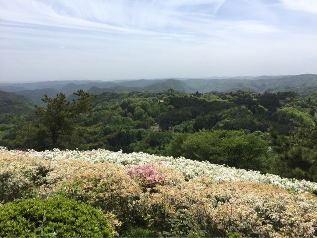 Yamaさんの弥高山公園の投稿写真1
