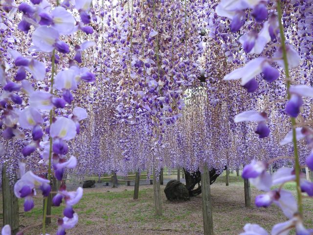 立ち入り禁止部を撮影_河内藤園