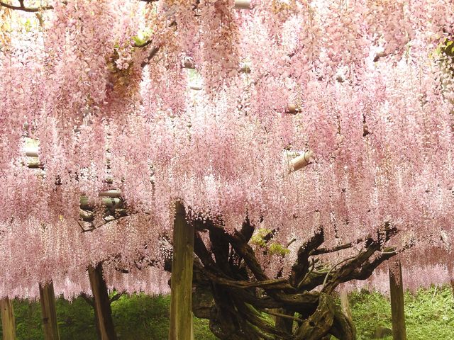 藤の老木 見事です_河内藤園