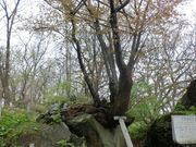 村正さんの善光寺の桜の投稿写真1