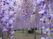 zinさんの河内藤園の投稿写真1