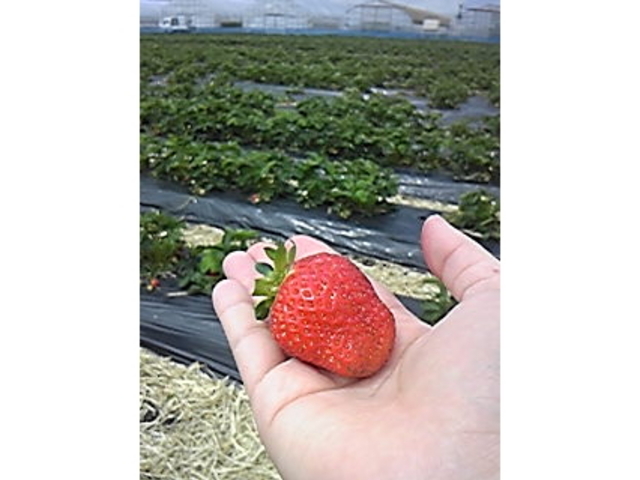 玲子さんのふれあいファームいずみの投稿写真1