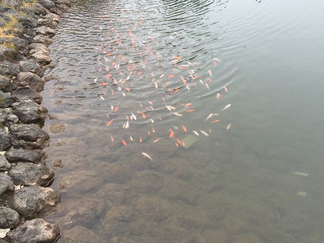 100円で餌を買い、金魚にあげました。_浅間ハイランドパーク