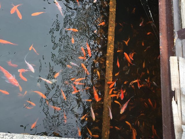 人の足音で、たくさんの金魚が奥から出てきてびっくり。_浅間ハイランドパーク