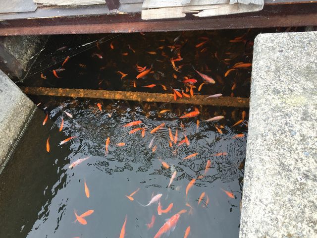 数え切れない金魚が!_浅間ハイランドパーク