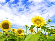 メグチャンさんの山梨県フラワーセンター・ハイジの村の投稿写真1