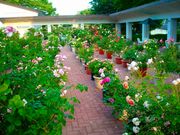 きのこさんの東御市文化会館(サンテラスホール)の投稿写真1