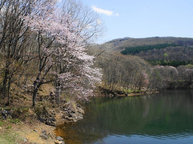 鴫の谷地沼と桜_鴫の谷地沼