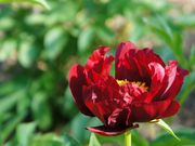 cocoさんの双松公園の投稿写真1