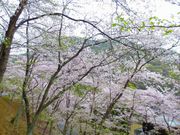 ぴーさんの龍野公園の投稿写真1
