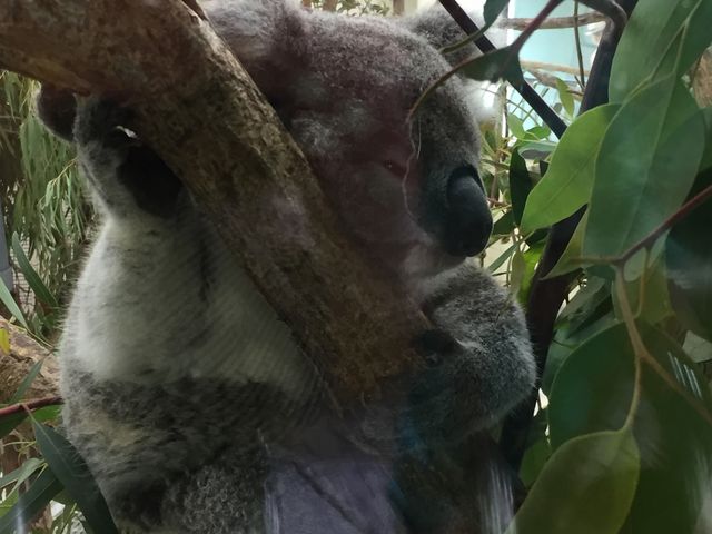 こんなに間近でコアラを見たのが初めてで皆んなで興奮してしまいました。_埼玉県こども動物自然公園