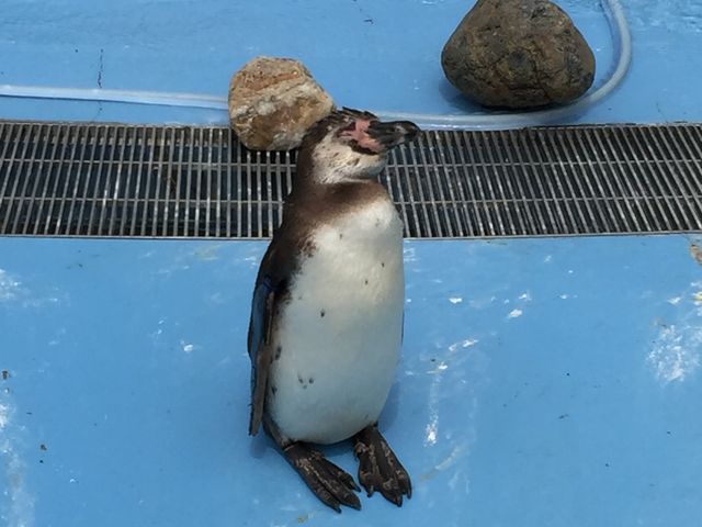 ペンギンもすぐ目の前をよちよち歩く姿がとっても可愛かったです。_埼玉県こども動物自然公園