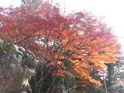やんまあさんの多田神社の投稿写真1