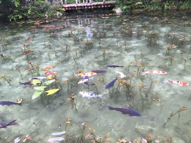 モネの池_板取川