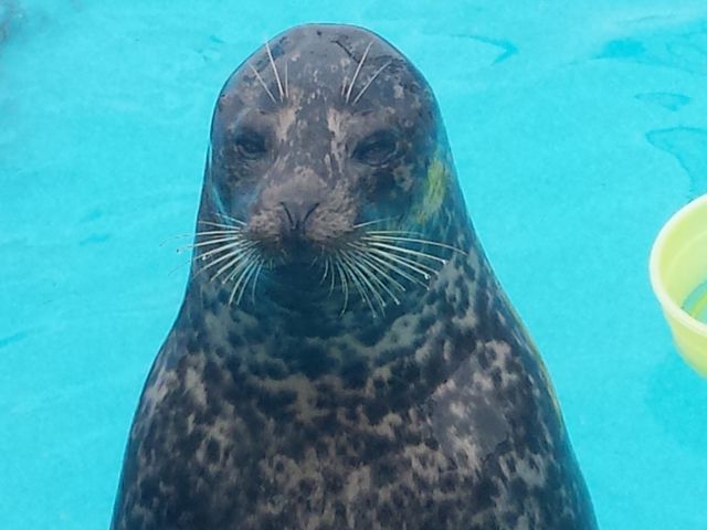 かわいい_室蘭民報みんなの水族館(市立室蘭水族館)