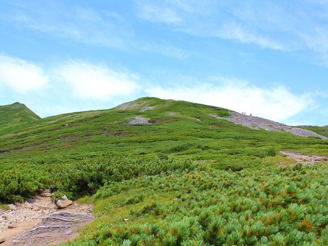 ハイマツ地帯、結構暑いです。_トムラウシ山