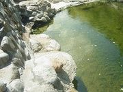 マックさんの大湯温泉郷の投稿写真9