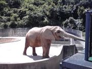 やよいさんの秋田市大森山動物園〜あきぎんオモリンの森〜の投稿写真1