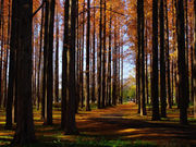 こたぴさんのメタセコイアの森(水元公園)の投稿写真1