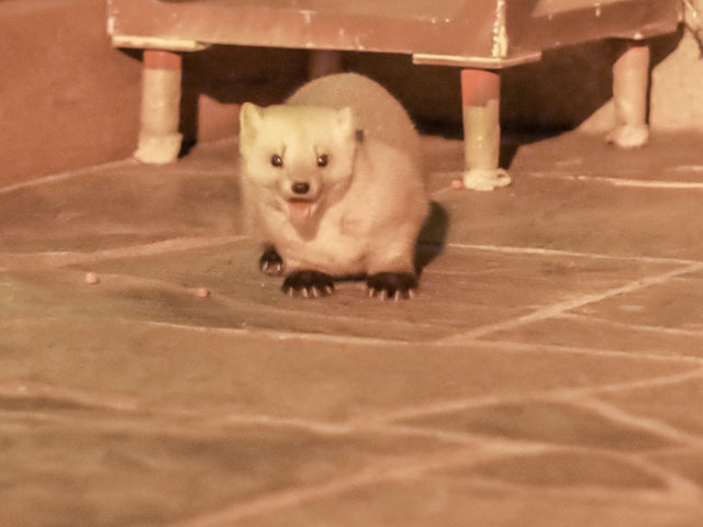 てん太くんがカメラ目線でサービス _トムラウシ温泉