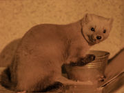 キュリさんのトムラウシ温泉の投稿写真1