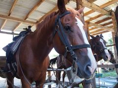 バルサンさんの阿蘇ハイランド乗馬クラブへの投稿写真1